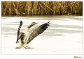 grauwe gans_20100308_018